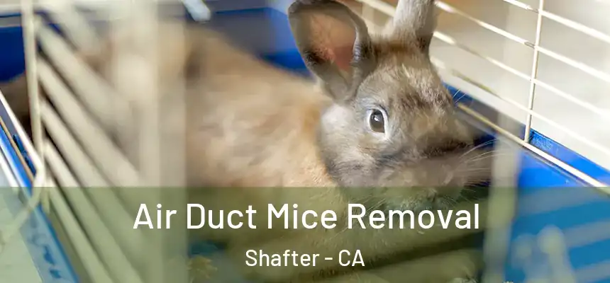  Air Duct Mice Removal Shafter - CA